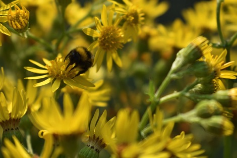 Bumblebee on yellow flowers